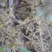 Scurrula cordifolia (Wall.) G.Don